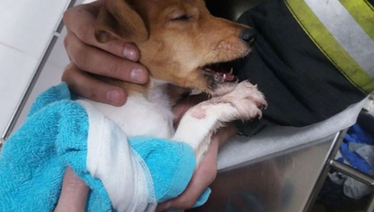 Собака морда с лапками