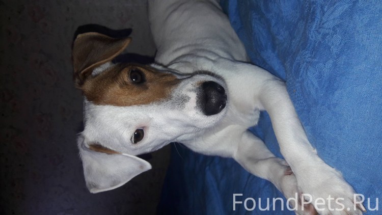 Почему у Джек Рассел терьера мордочка половина белая, другая рыжая