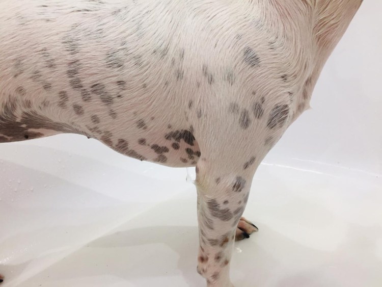 Джек Рассел далматинец