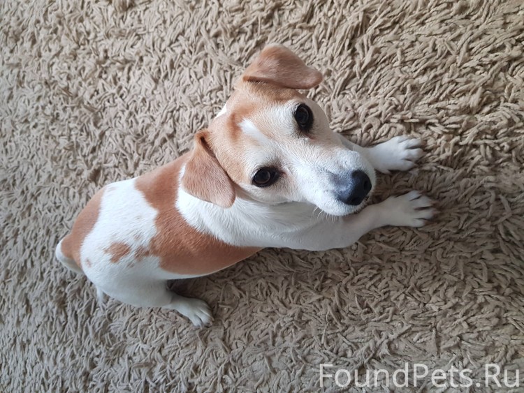Джек-Рассел-терьер рост щенка
