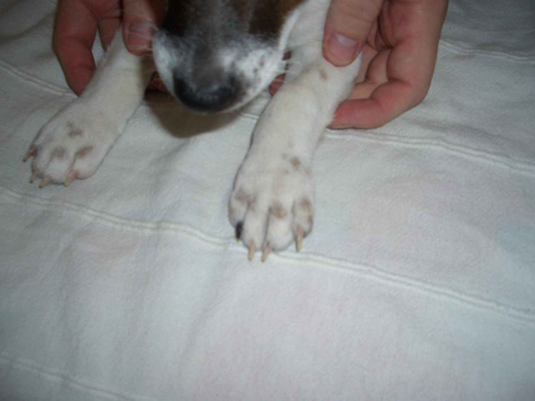 Джек Рассел пигментные пятна