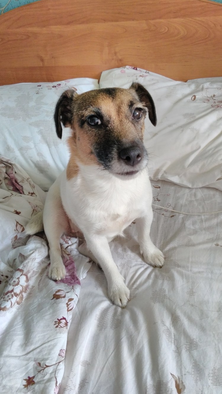 Джек Рассел с дворнягой