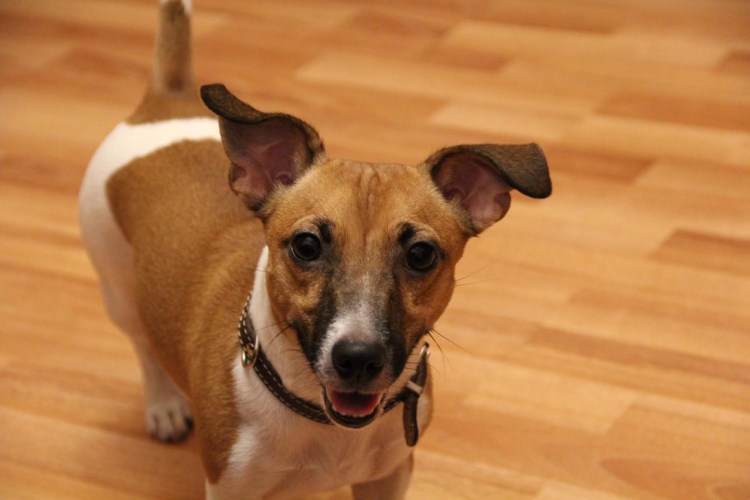 Джек Рассел терьер собаки аллергики?