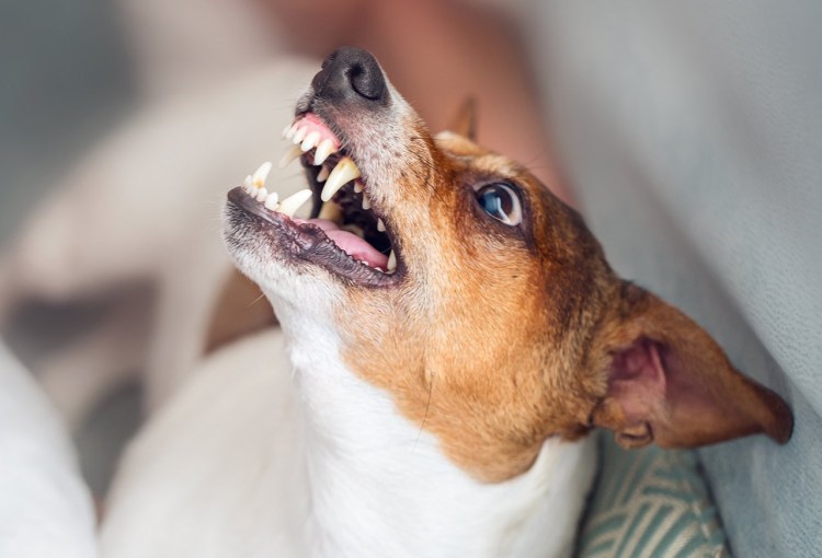 Джек Рассел терьер укусил ребенка