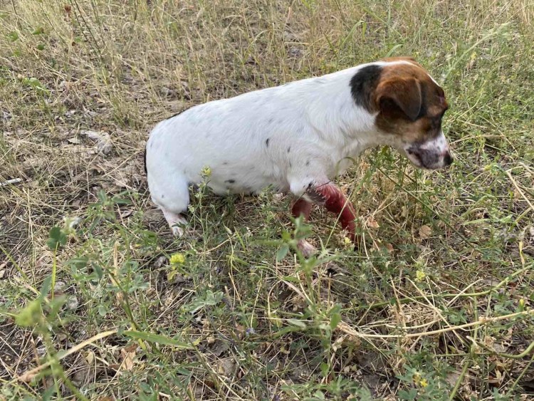 Джек Рассел Бездомный