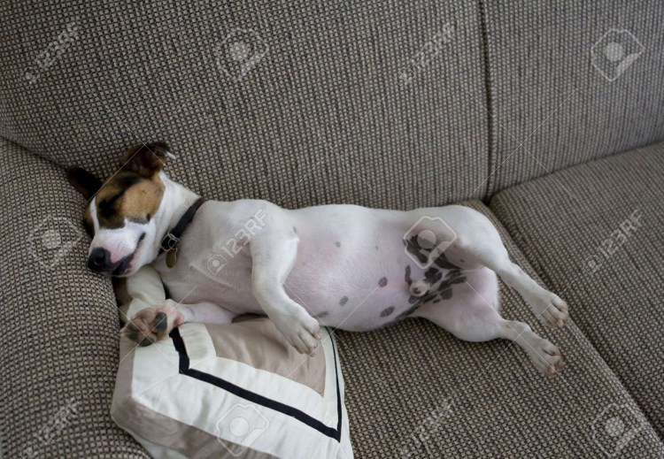 Пятна на животе у Джек Рассел терьера