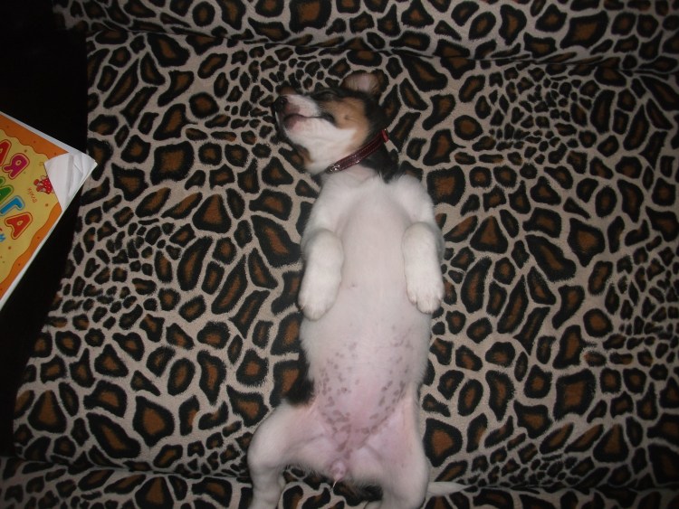 Черные пятна на животе у Джек Рассел