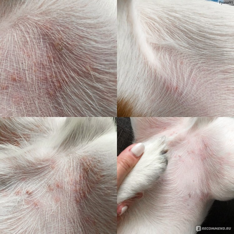 Джек Рассел терьер бежевый