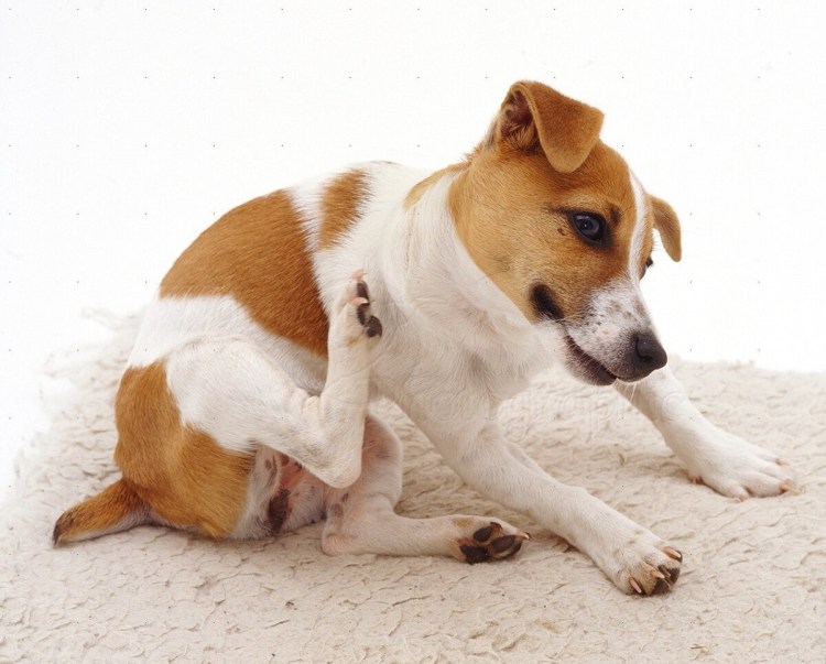 Джек-Рассел-терьер аллергенный