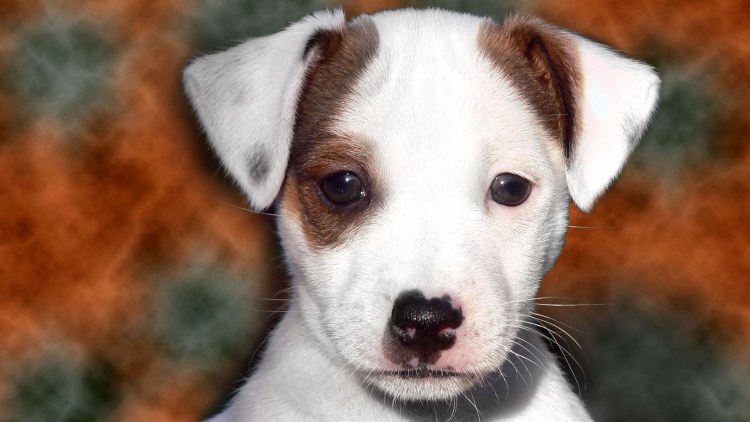 Джек Рассел щенок