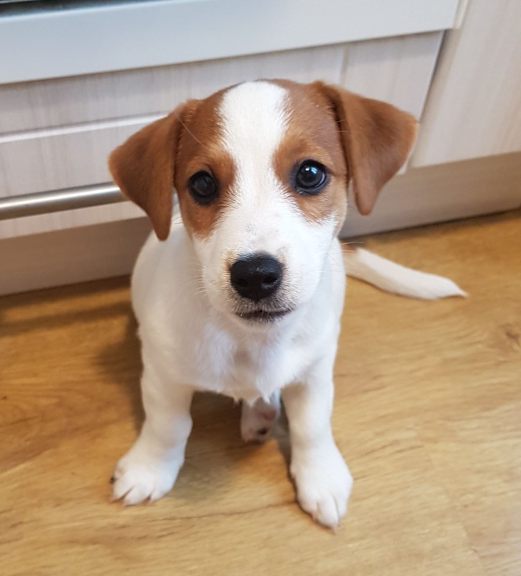 Джек-Рассел-терьер купить в Пензе