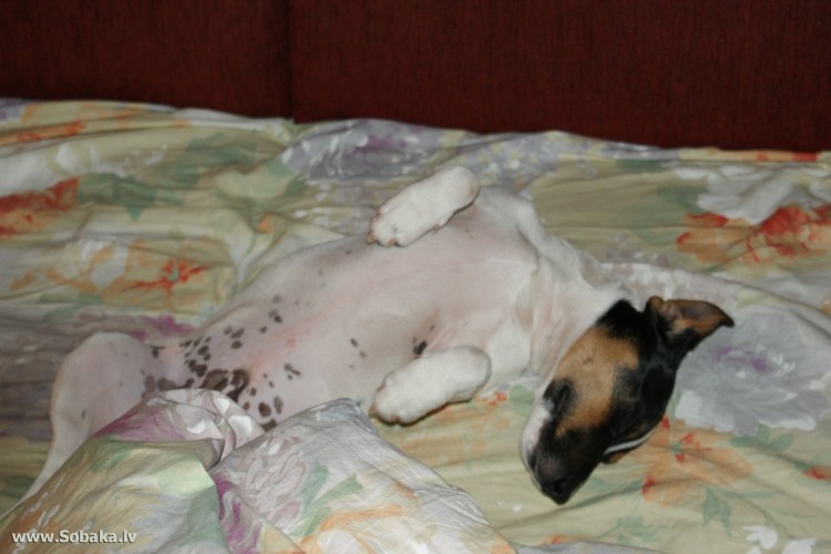 Пигментация у Джек расселов