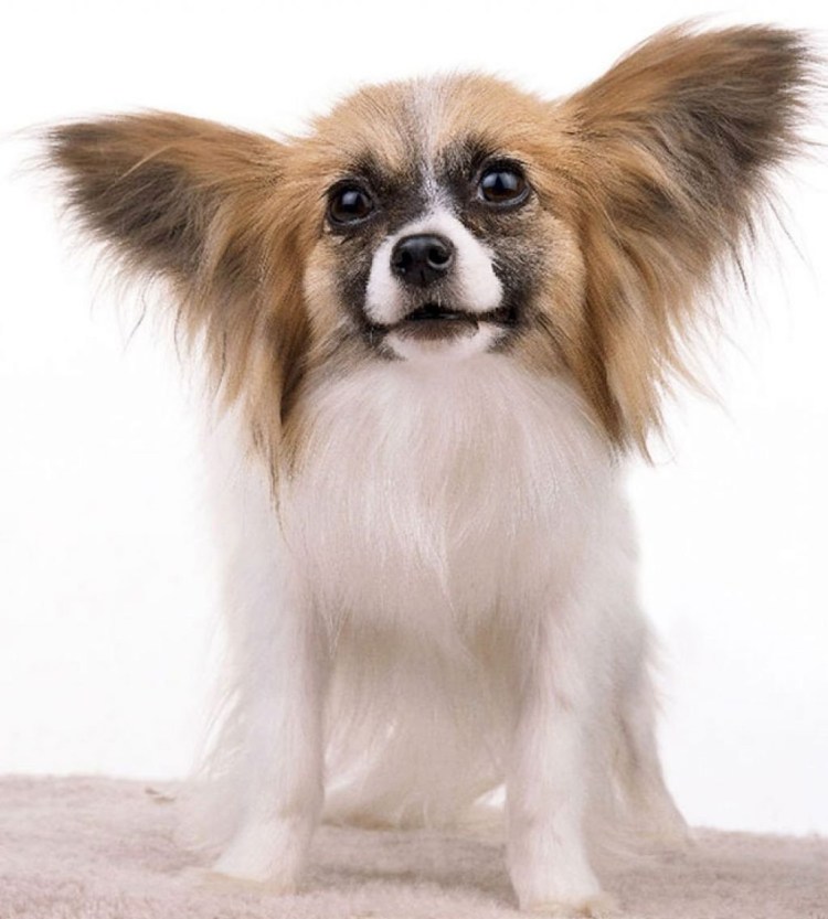 Длинношерстный чихуахуа и Папильон