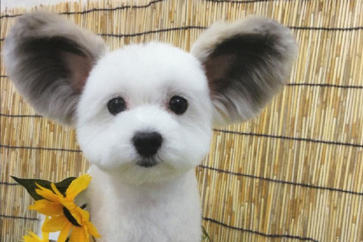 Порода собаки с ушами Микки Мауса