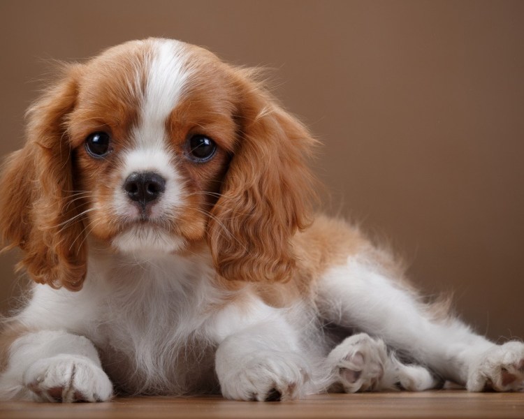 Кавалер-Кинг-Чарльз-спаниель белый