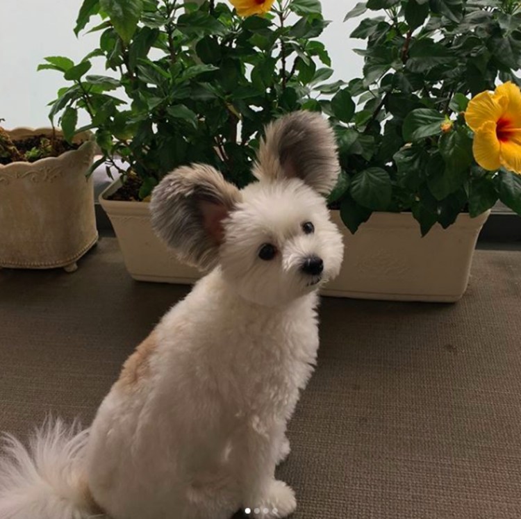 Собачка Гома с ушами Микки