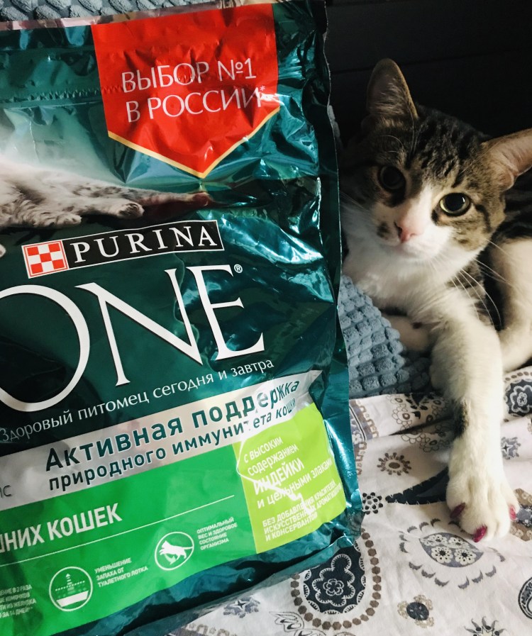 Корм Пурина Проплан для котят