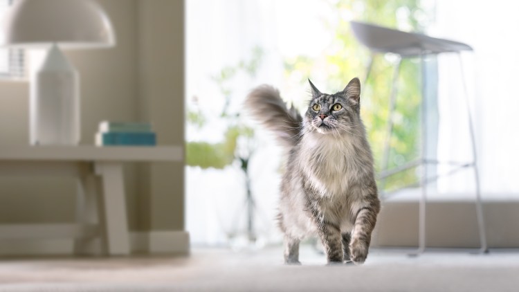 Пурина Ван корм для кошек состав корма сухого