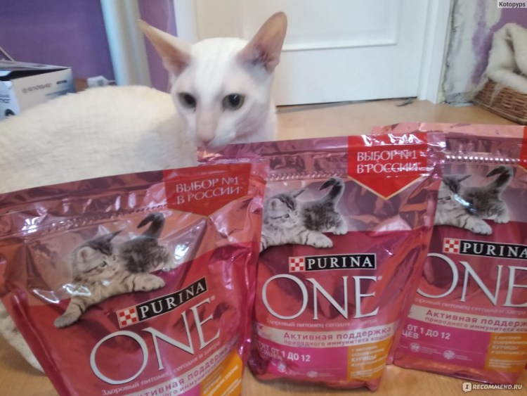 Завтрак хвостатых корм