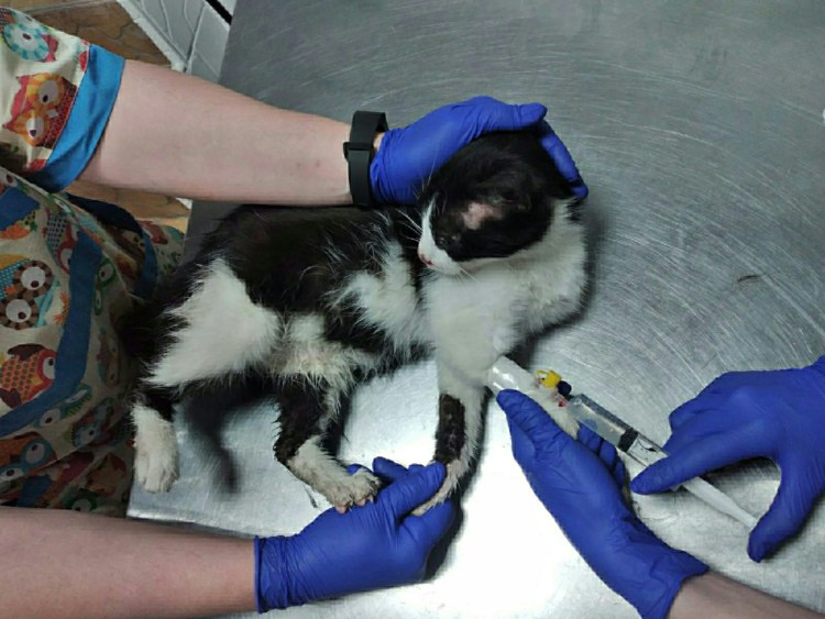 Лишай у котов нв хыосте