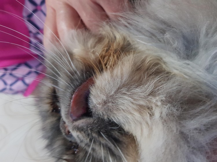 Объевшийся котенок