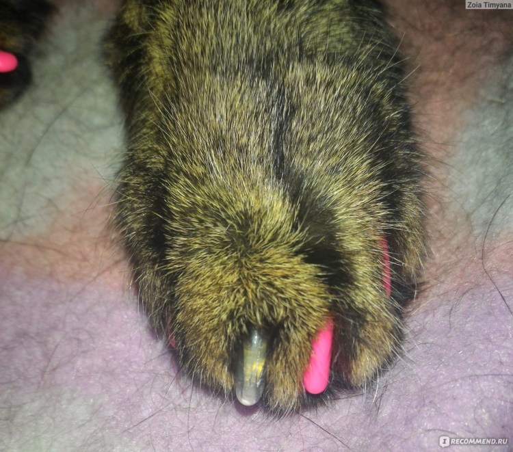 Болячка на подушечке у кота