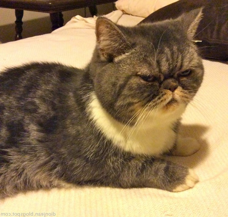 Заячьи яйца