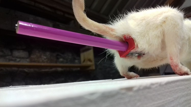 Мочекаменная болезнь у котов симптомы