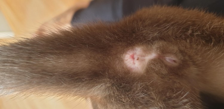 Параанальное воспаление у кошек