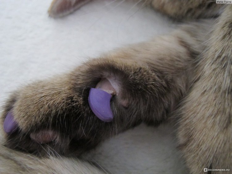 Orange Cat on a White