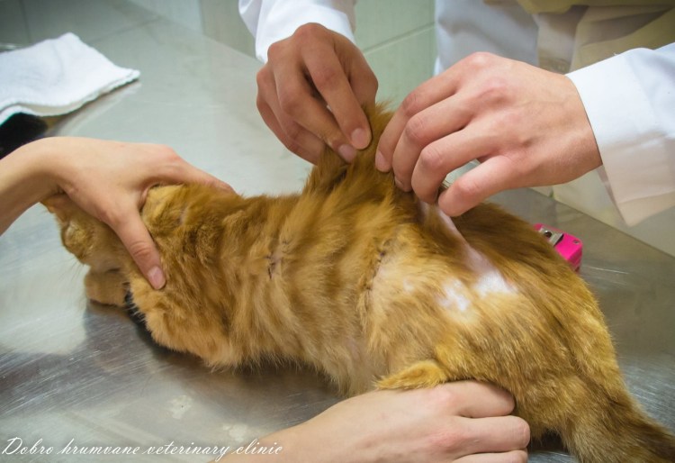 Промежностная уретростомия кота