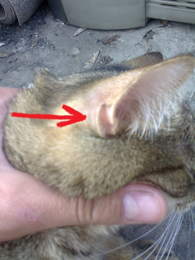 Паралич конечностей у кошек