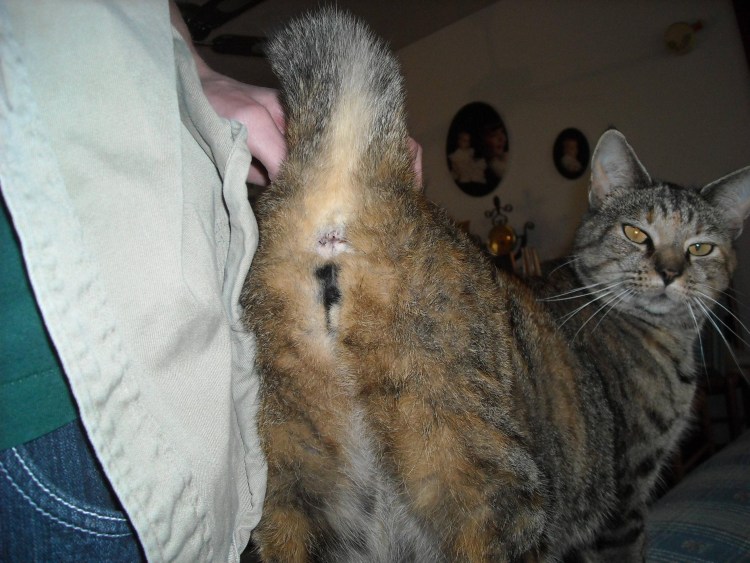 Прыщи у котов на хвосте