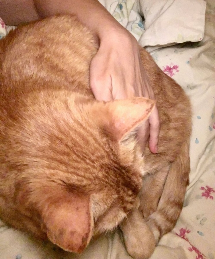 Залысина на ушке у кошки