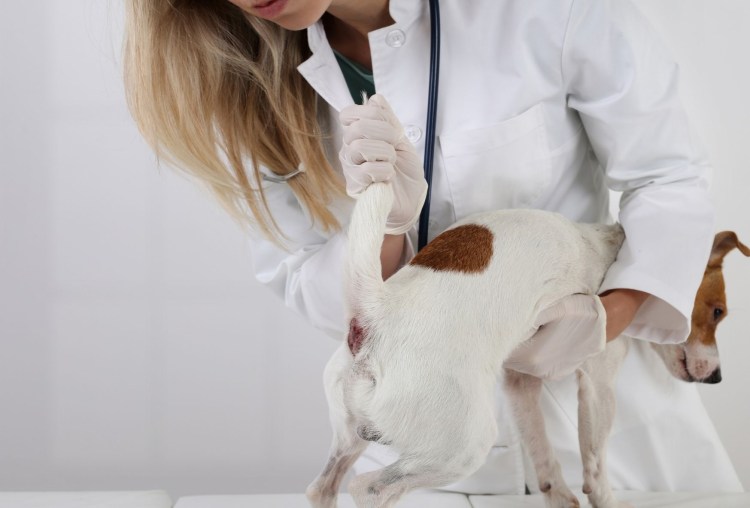 Синдром элерса Данлоса у кота