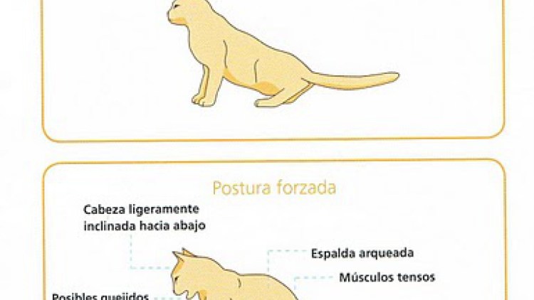 Кошка успокаивает котенка