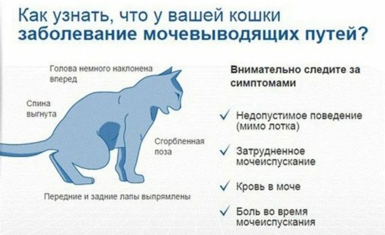 Идиопатический цистит у кошек