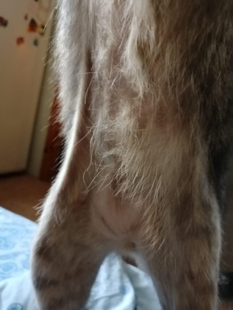 Мочекаменная болезнь мкб у кота