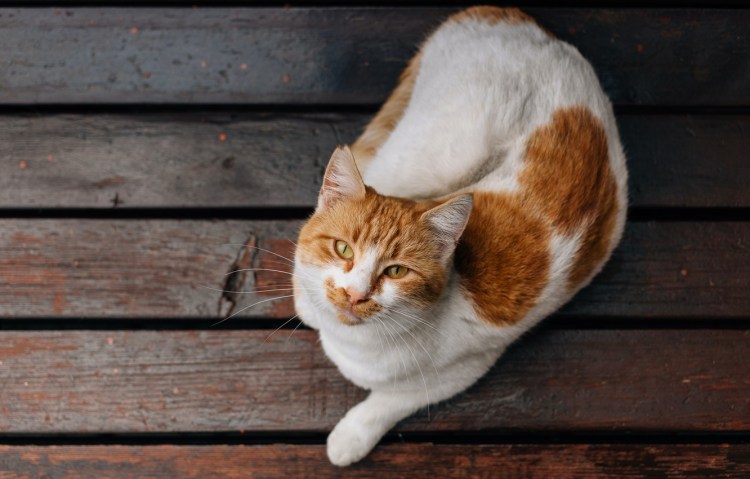 Самая большая киска кошки