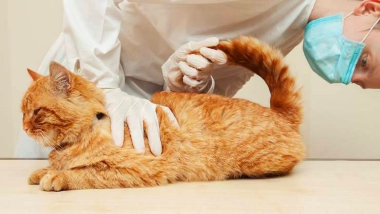 Паралич конечностей у кошек