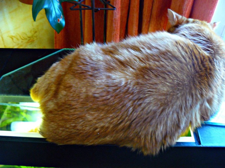 Промывка параанальных желез у собаки