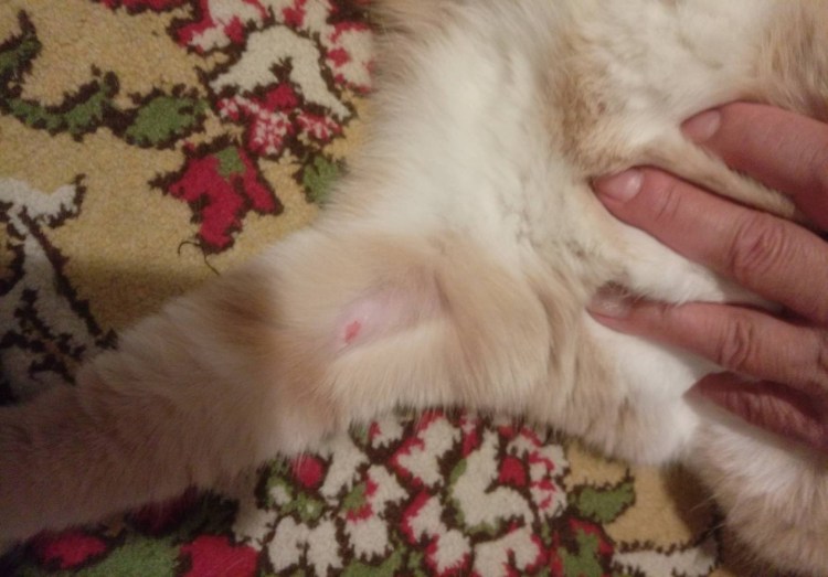 Хомяк лысеет от старости