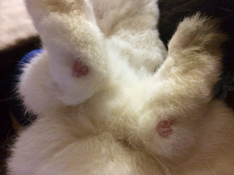 Мочекаменная болезнь у рыжих котов