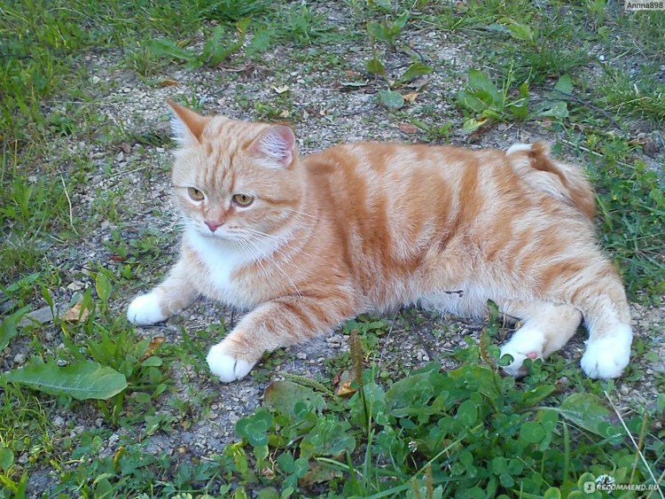 Кошка с поджатым хвостом