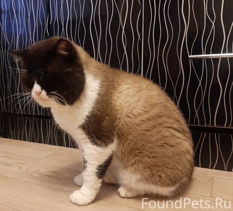 Японский бобтейл кошка