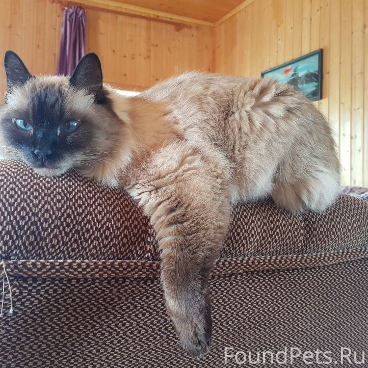 Порода кошек с поломанным хвостом