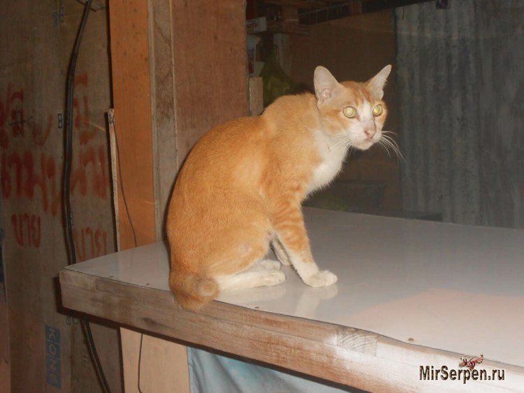 Порода котов со сломанным хвостом