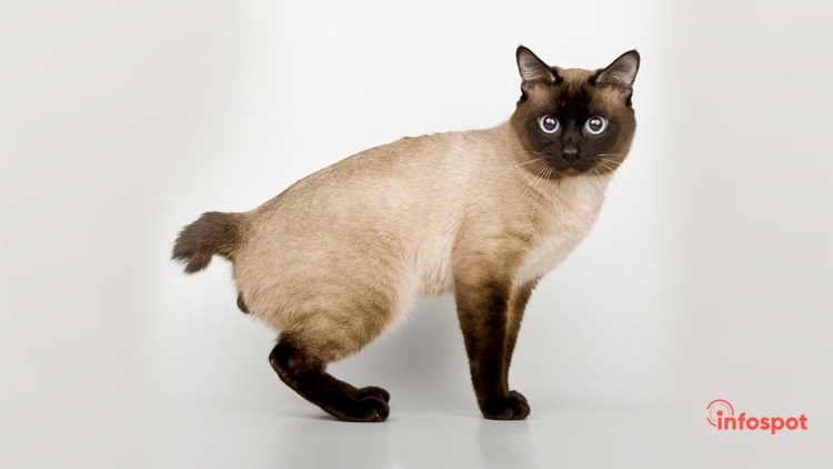 Шотландская вислоухая кошка