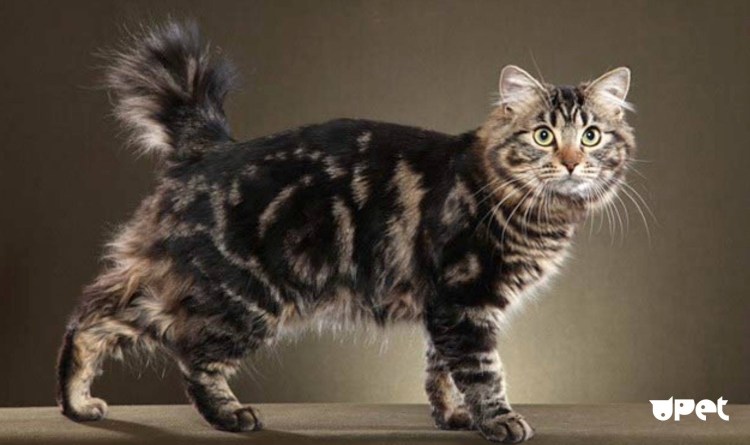 Кот американский рингтейл