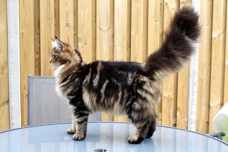 Выпадение прямой кишки у котенка